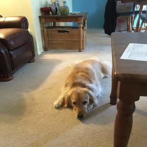 Meet your Posher, Blythe